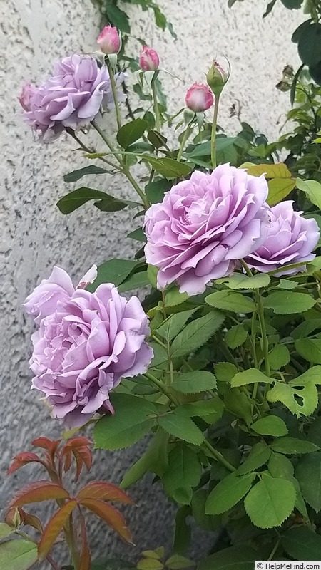 'Novalis ®' rose photo