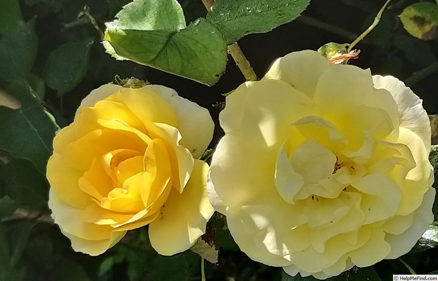 'Bordure d'Or®' rose photo