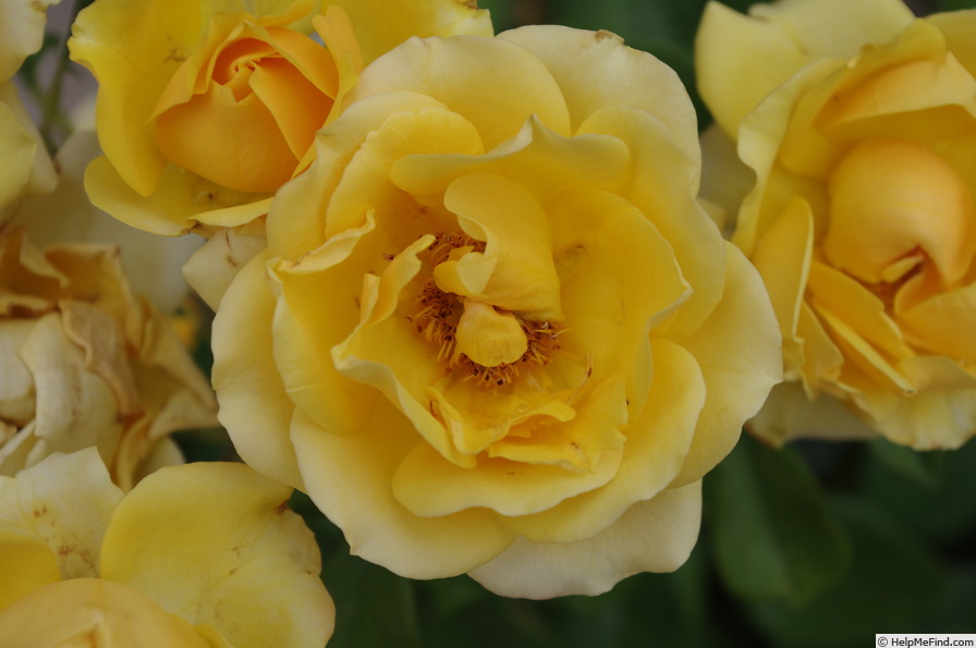'Hello Yellow' rose photo