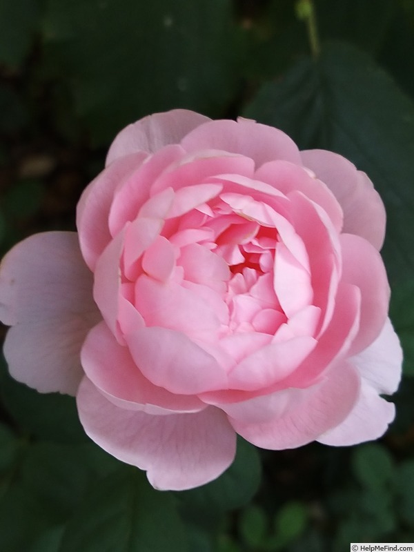 'Queen of Sweden' rose photo