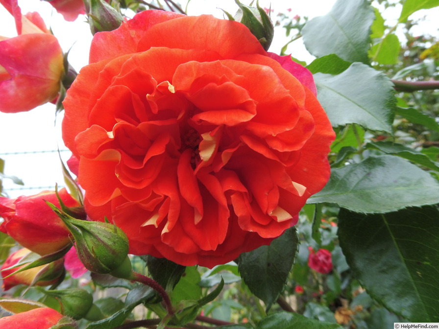 'Gebrüder Grimm ®' rose photo