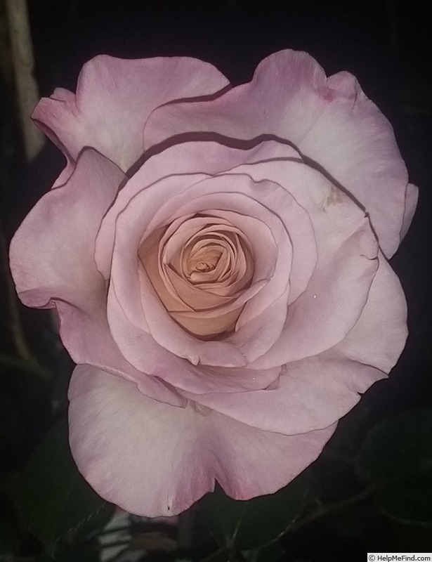 'Blue Girl® (hybrid tea, Sauvageot/NIRP, 2008)' rose photo
