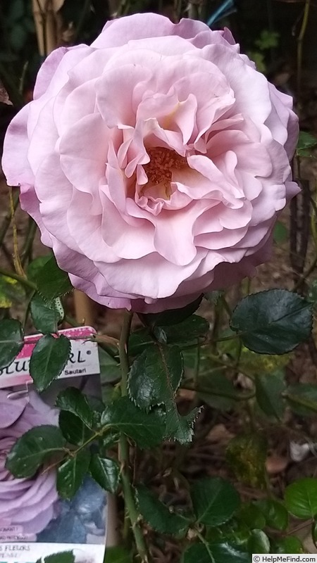 'Blue Girl® (hybrid tea, Sauvageot/NIRP, 2008)' rose photo