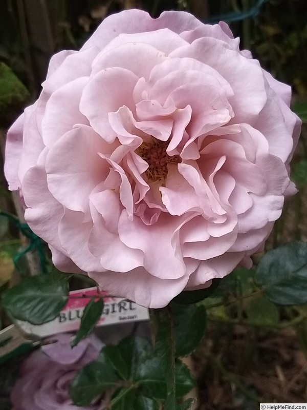 'Blue Girl® (hybrid tea, Sauvageot/NIRP, 2008)' rose photo