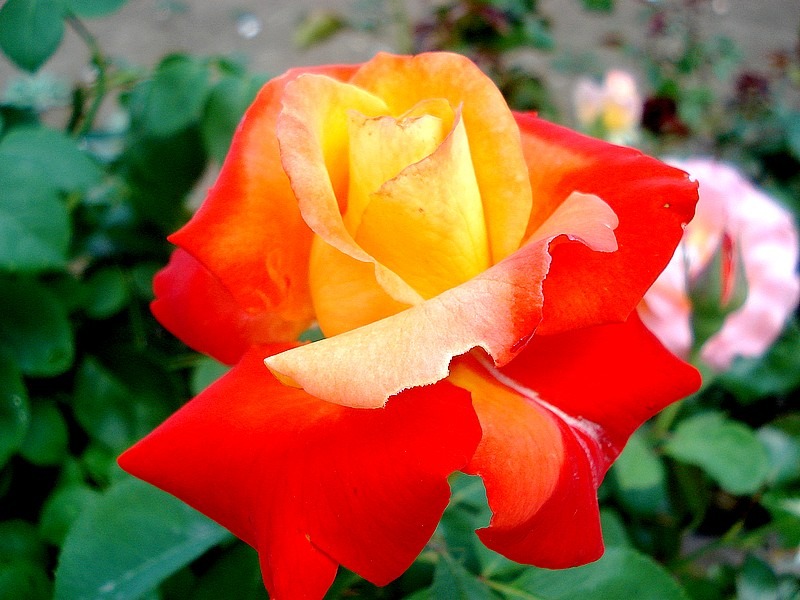 'Henryane de Chaponay ®' rose photo