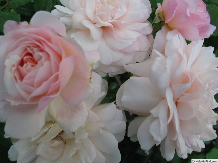 'Gruss an Aachen (Hybrid Tea, Hinner 1909)' rose photo