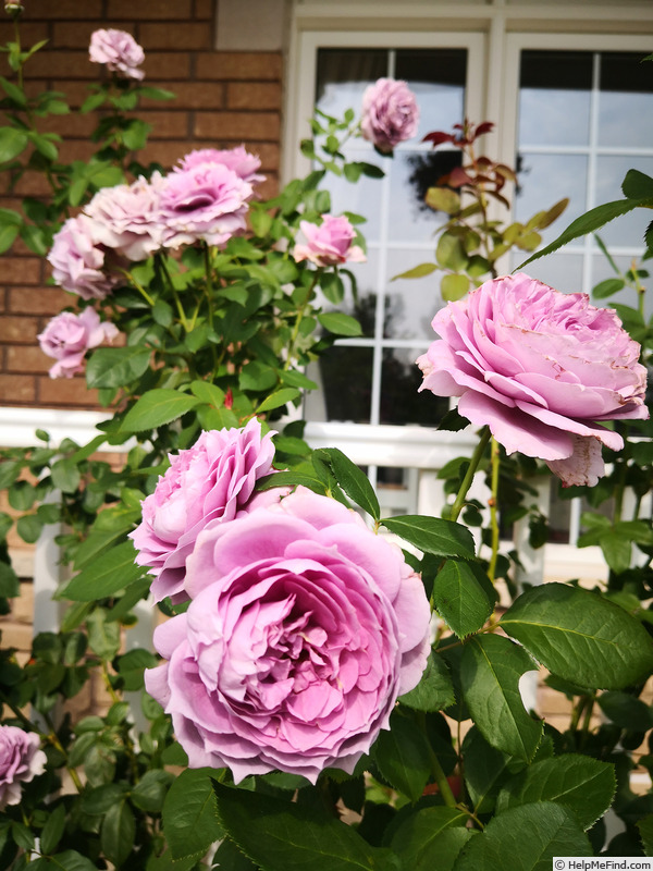 'Poseidon (floribunda, Kordes, 2004)' rose photo