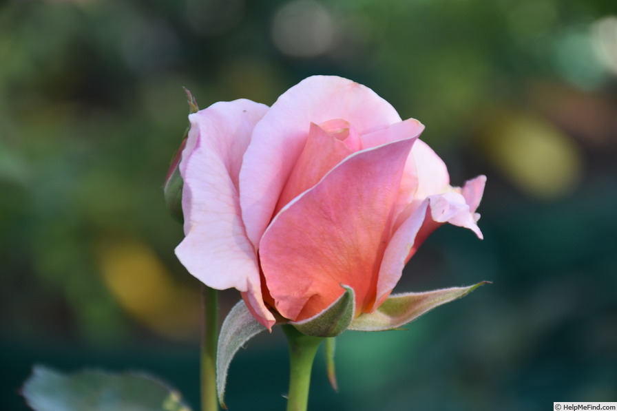 'Iced Ginger' rose photo