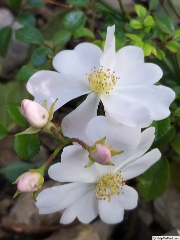 'Medeo ® (shrub, Kordes 2003)' rose photo