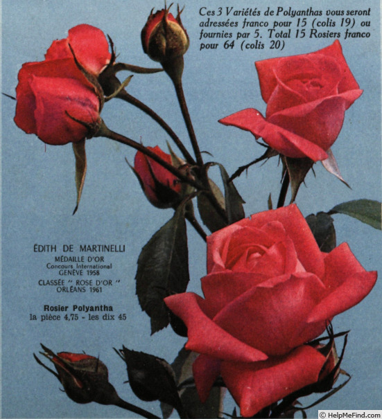 'Edith de Martinelli' rose photo