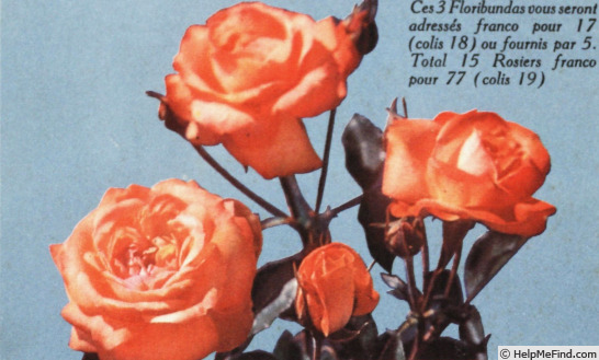 'Gabychette' rose photo
