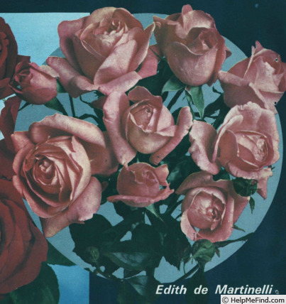'Edith de Martinelli' rose photo