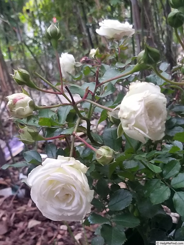 'Schneeküsschen ® (miniature, Kordes 2005/16)' rose photo