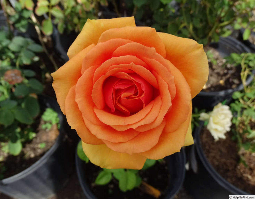 'Ashram ® (hybrid tea, Evers/Tantau, 1998)' rose photo