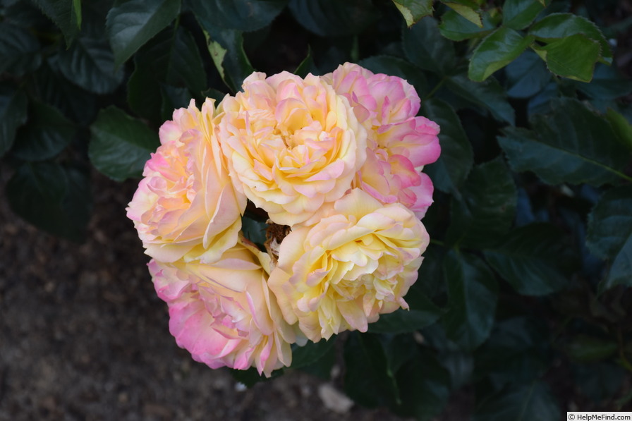 'Lampion ® (floribunda, Evers/Tantau, 2006/12)' rose photo