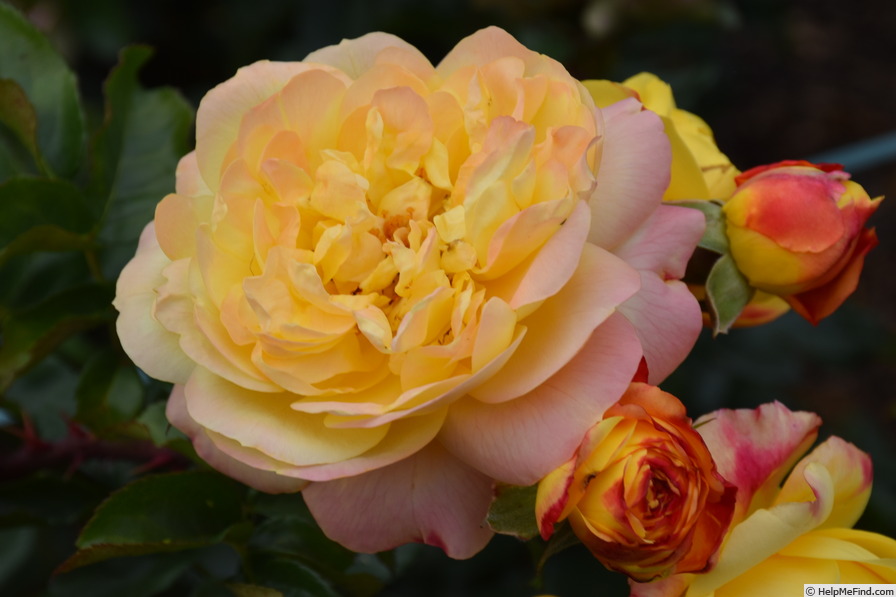 'Lampion ® (floribunda, Evers/Tantau, 2006/12)' rose photo
