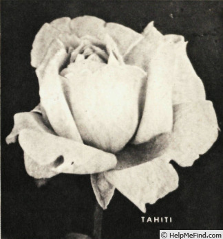 'Tahiti (hybrid tea, Meilland, 1947)' rose photo
