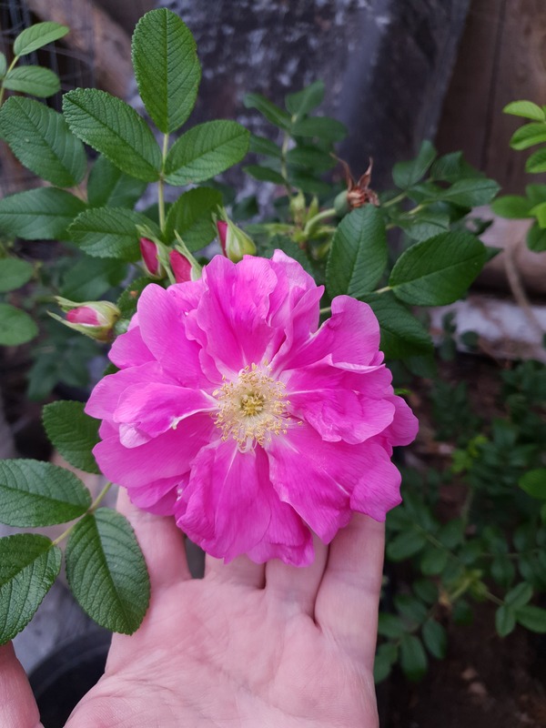 'Ягодный Сорбет' rose photo
