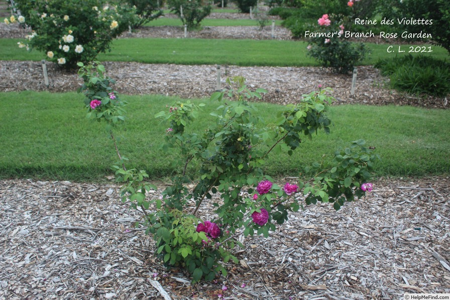 'Reine des Violettes (hybrid perpetual, Mille-Mallet 1860)' rose photo