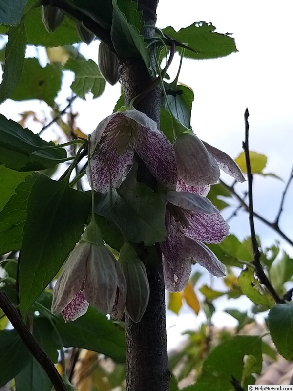 'C. cirrhosa 'Freckles'' clematis photo