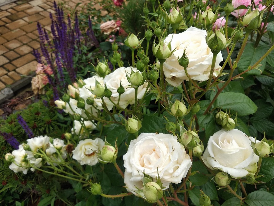 'Marita's Garden'  photo