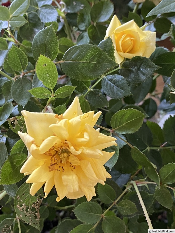 '13-1' rose photo