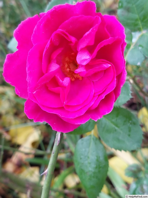 'Baby Blue ®' rose photo