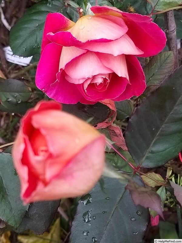 'Bolshoï ® (hybrid tea, Meilland, 1996)' rose photo