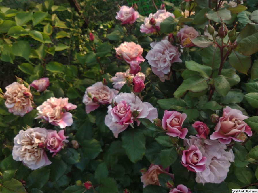 'Distant Drums (Shrub, Buck 1984)' rose photo