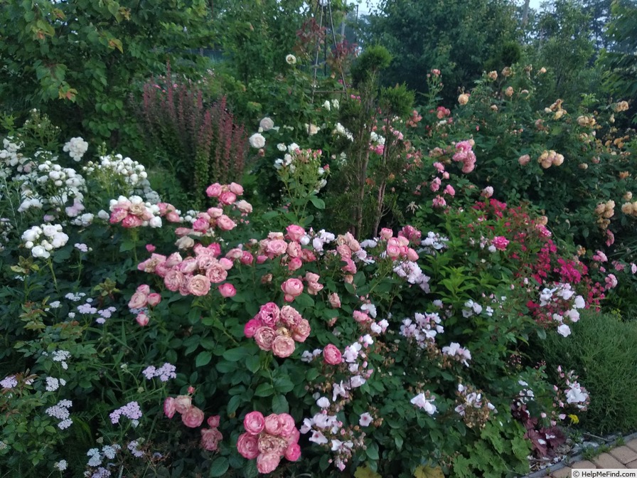 'Acropolis ®' rose photo