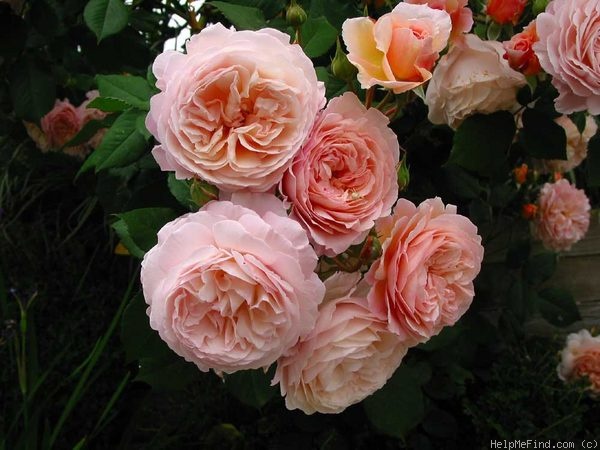 'A Shropshire Lad' rose photo
