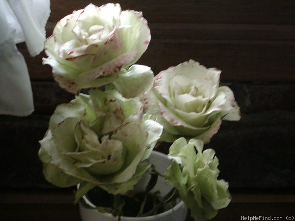 'Mint Julep' rose photo