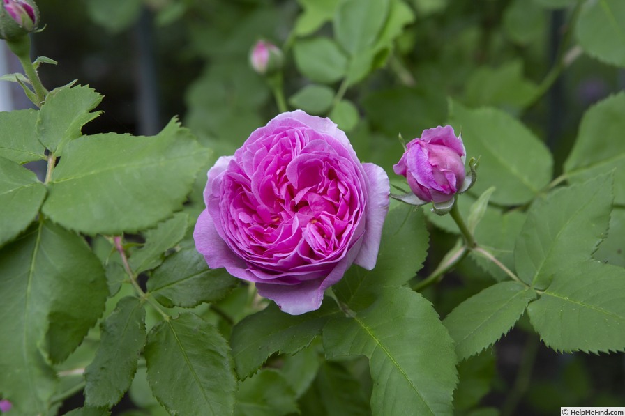'Louise Odier (Bourbon, Margottin, 1851)' rose photo