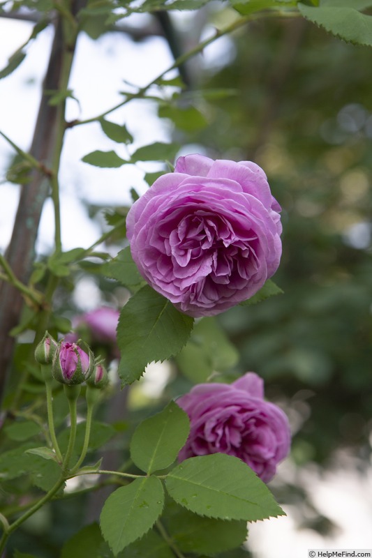 'Louise Odier (Bourbon, Margottin, 1851)' rose photo