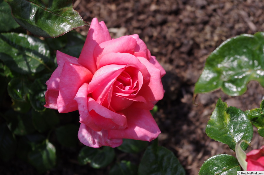 'Special Anniversary' rose photo