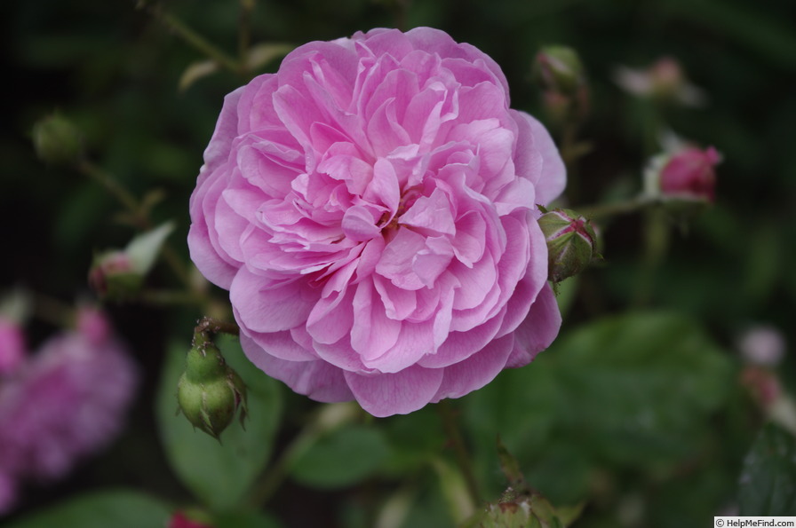 'Harlow Carr ™ (shrub, Austin before 2004)' rose photo