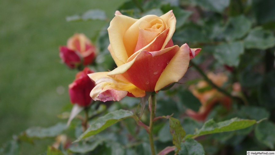 'Belle Époque (hybrid tea, Fryer before 1993)' rose photo