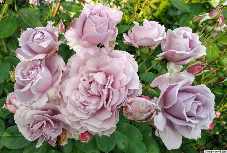 'Novalis ®' rose photo