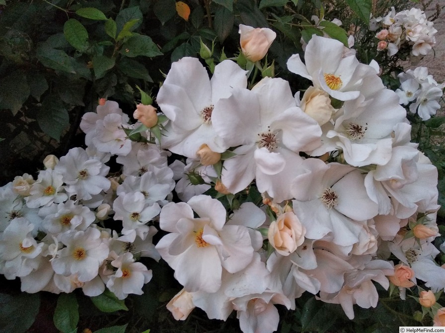 'Sally Holmes (Hybrid Musk, Holmes 1976)' rose photo