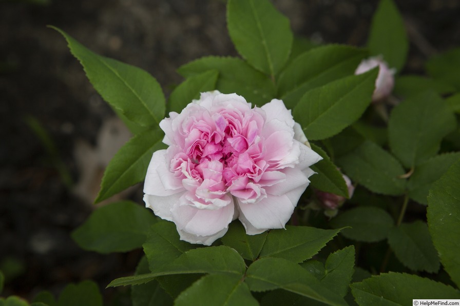'Marchesa Boccella' rose photo