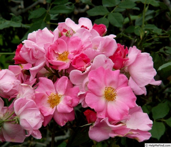 'County Fair' rose photo
