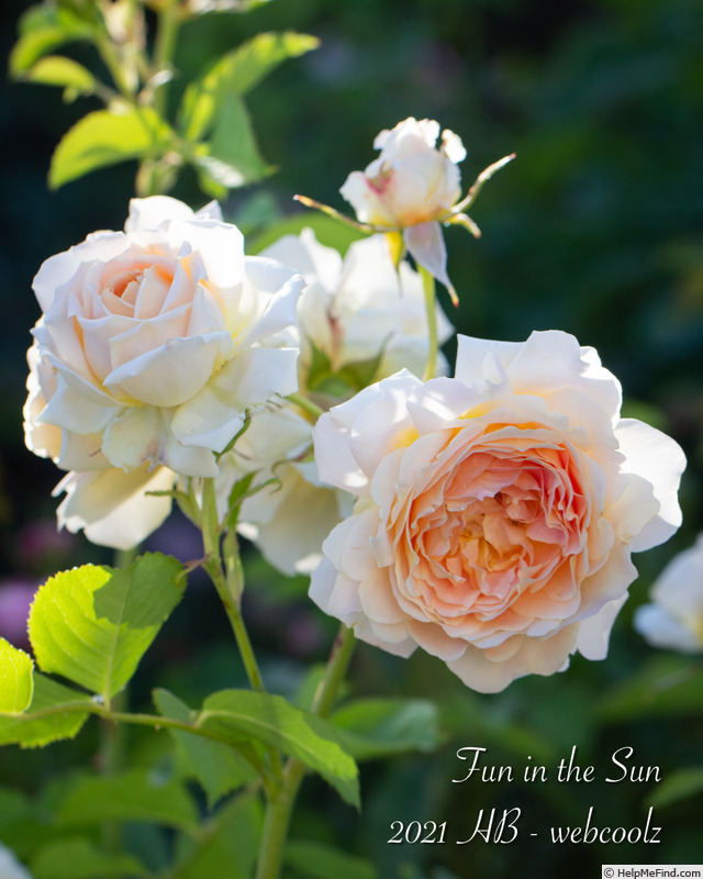 'Fun in the Sun™' rose photo