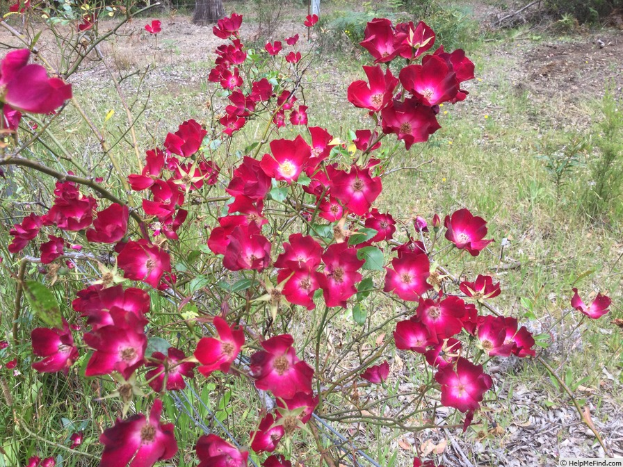 'Bloomfield Courage' rose photo