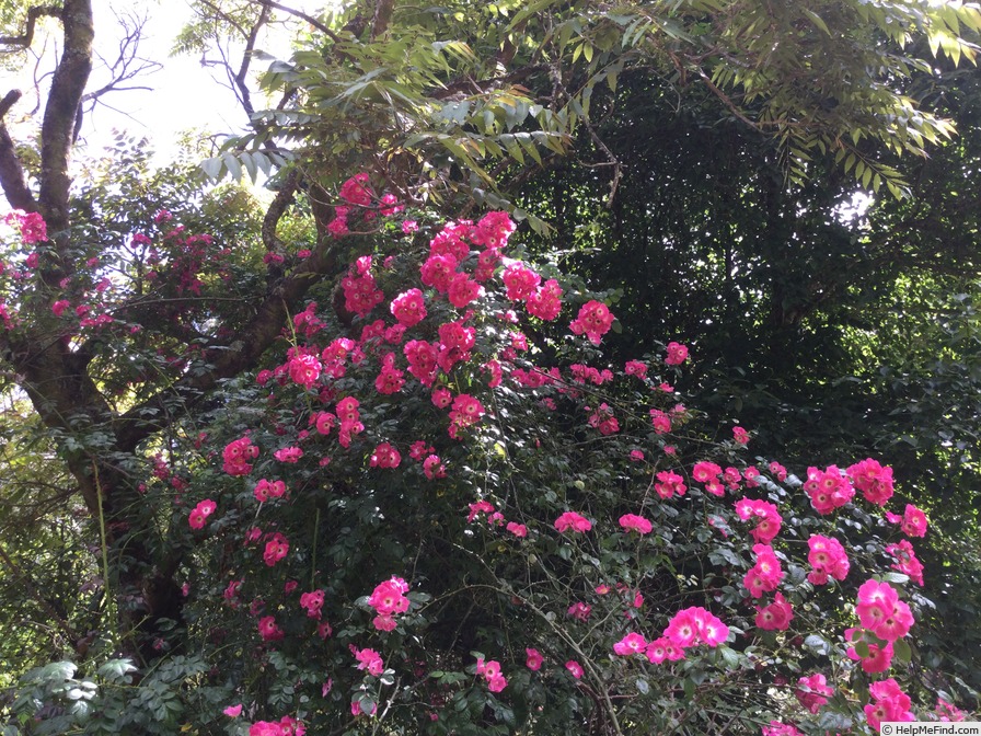 'American Pillar' rose photo