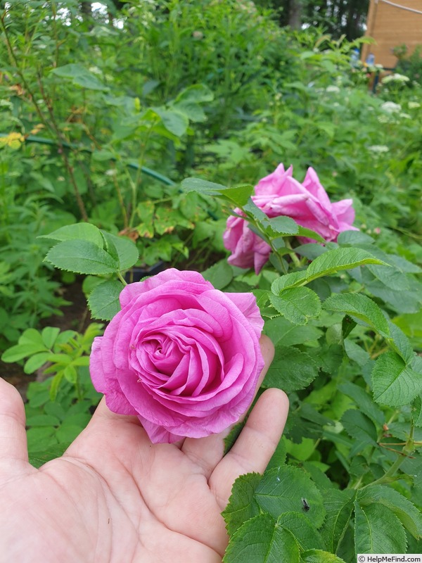 'Mysterion' rose photo