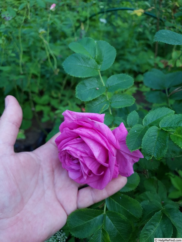 'Mysterion' rose photo