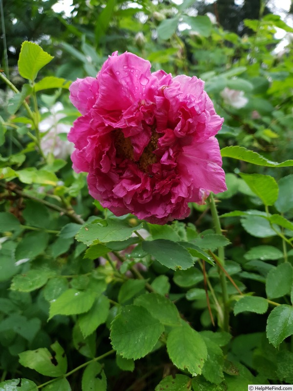 'Alotta Fagina' rose photo