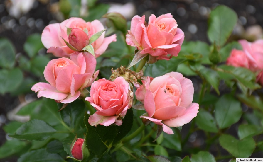 'Botticelli ®' rose photo