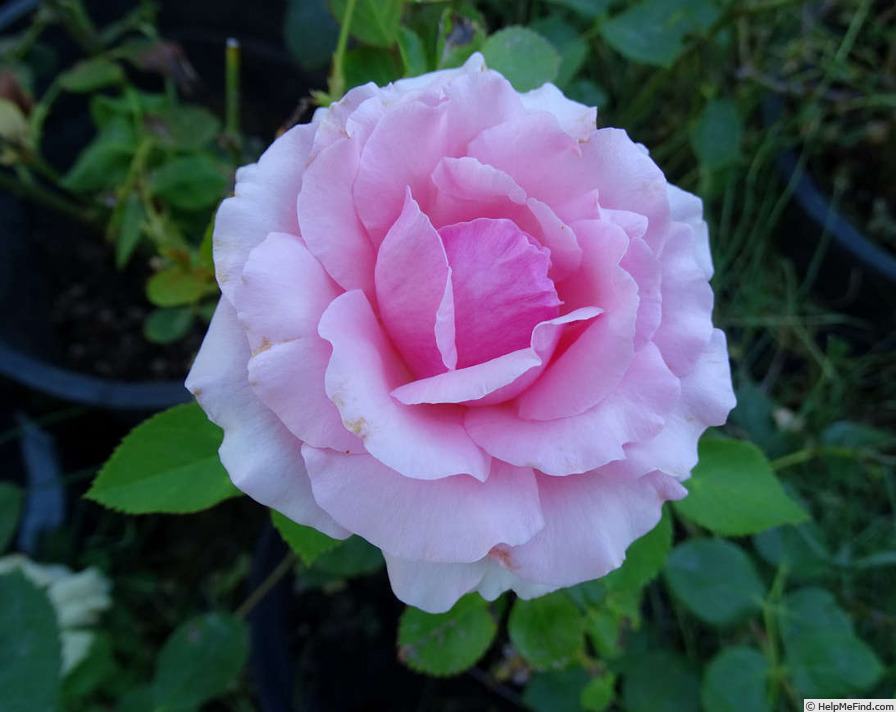 'History®' rose photo