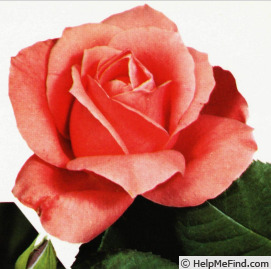 'Carla (hybrid tea, deRuiter, 1963)' rose photo